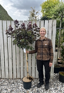 Opstammet parykbusk 'Royal Purple' 90 cm